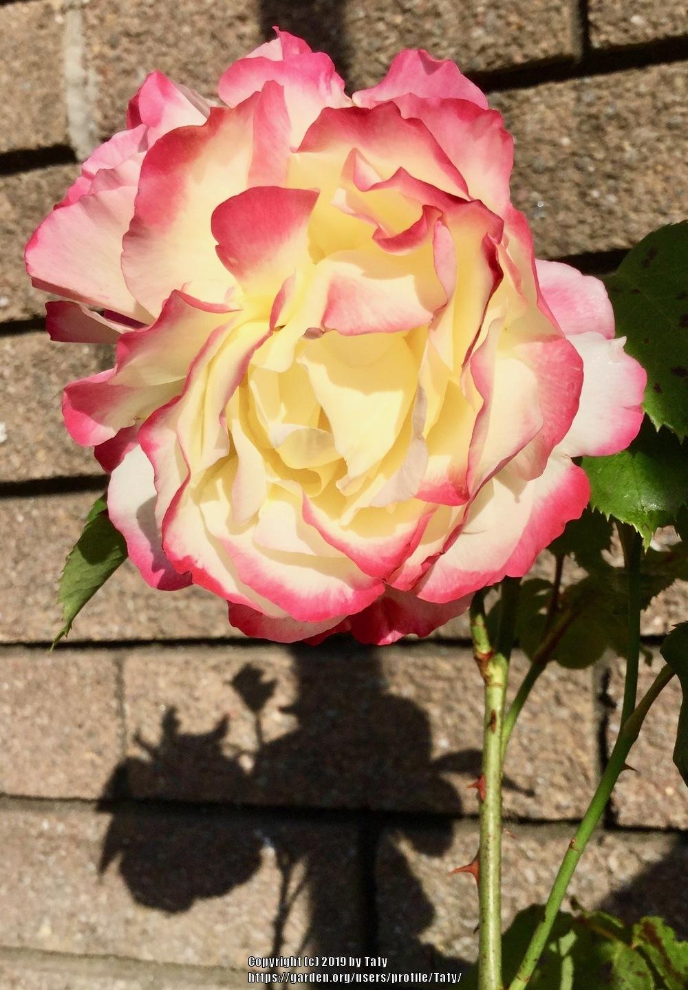 Photo of Hybrid Tea Rose (Rosa 'Double Delight') uploaded by Tafy