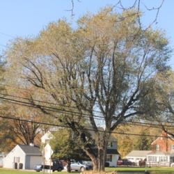Location: Downingtown, Pennsylvania
Date: 2019-11-06
full-grown tree in fall