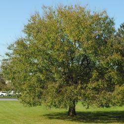 Location: Lionville (Exton), Pennsylvania
Date: 2019-11-06
full-grown tree in a park