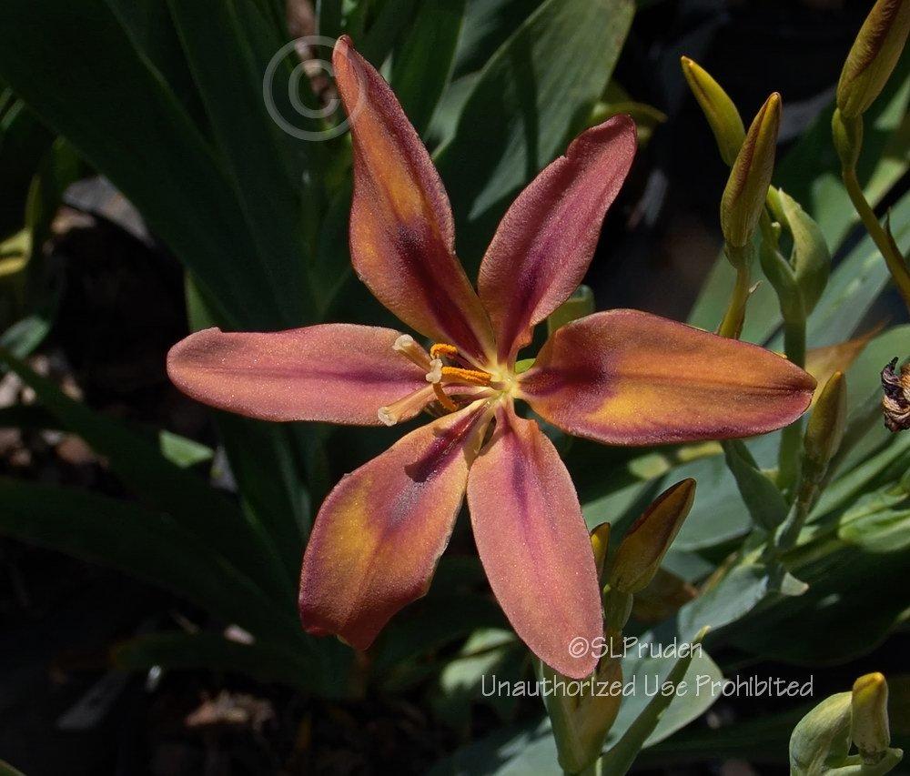 Photo of Species X Iris (Iris x norrisii 'Sangria') uploaded by DaylilySLP