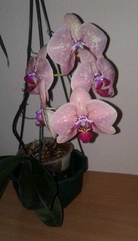 Photo of Moth Orchid (Phalaenopsis) uploaded by GreenTara18