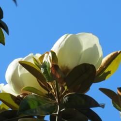 Location: My garden NSW Australia
Date: 2015-11-30
Magnolia grandiflora bloom