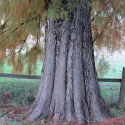 Location: My garden NSW Australia
Date: 2017-05-13
Swamp cypress trunk