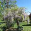Japanese wistera (floribunda) trained as a standard