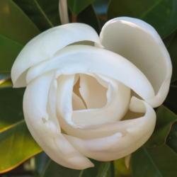 Location: NSW Australia
Date: 2015-11-30
Magnolia grandiflora greets the morning