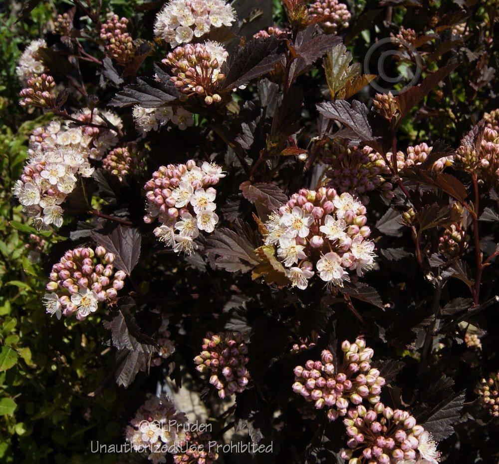 Photo of Eastern Ninebark (Physocarpus opulifolius Summer Wine®) uploaded by DaylilySLP