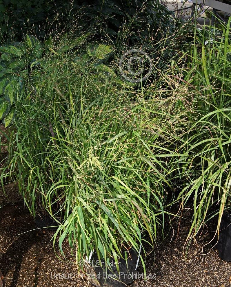 Photo of Switch Grass (Panicum virgatum 'Shenandoah') uploaded by DaylilySLP