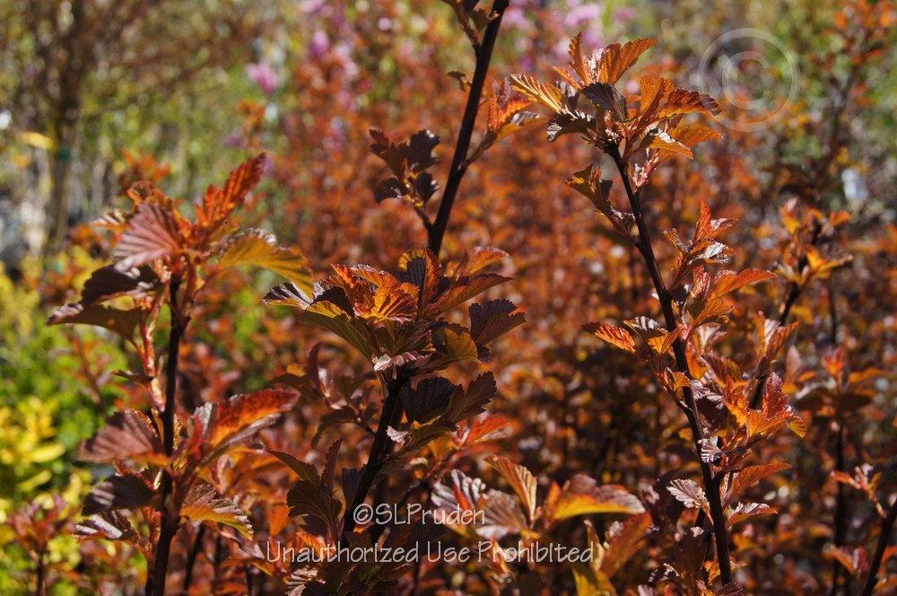 Photo of Eastern Ninebark (Physocarpus opulifolius Coppertina™) uploaded by DaylilySLP