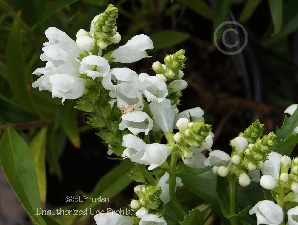 Photo of Obedient Plant (Physostegia virginiana 'Crystal Peak White') uploaded by DaylilySLP