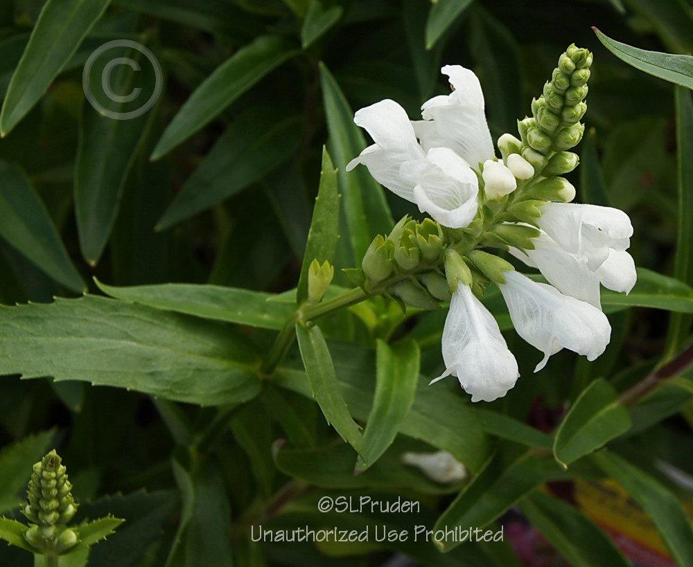 Photo of Obedient Plant (Physostegia virginiana 'Crystal Peak White') uploaded by DaylilySLP