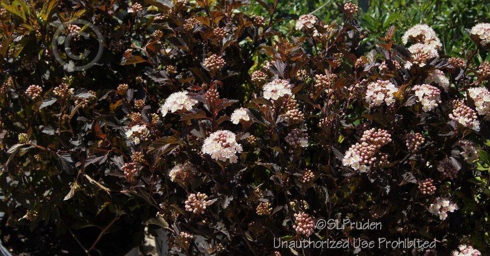 Photo of Eastern Ninebark (Physocarpus opulifolius Summer Wine®) uploaded by DaylilySLP