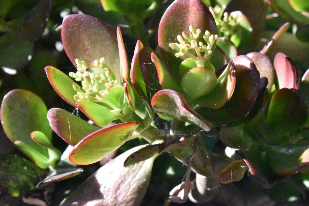 Photo of Jade Plant (Crassula ovata) uploaded by SDAloeTree