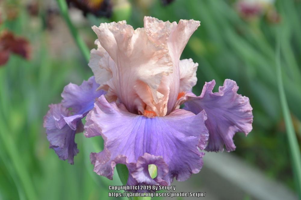 Photo of Tall Bearded Iris (Iris 'Ballerina Queen') uploaded by Serjio