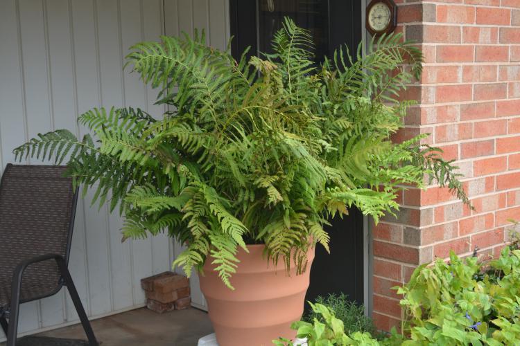 Photo of Red Lady Fern (Athyrium angustum 'Lady in Red') uploaded by jathton