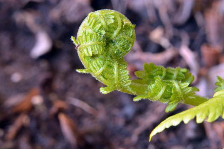 Photo of Red Lady Fern (Athyrium angustum 'Lady in Red') uploaded by jathton