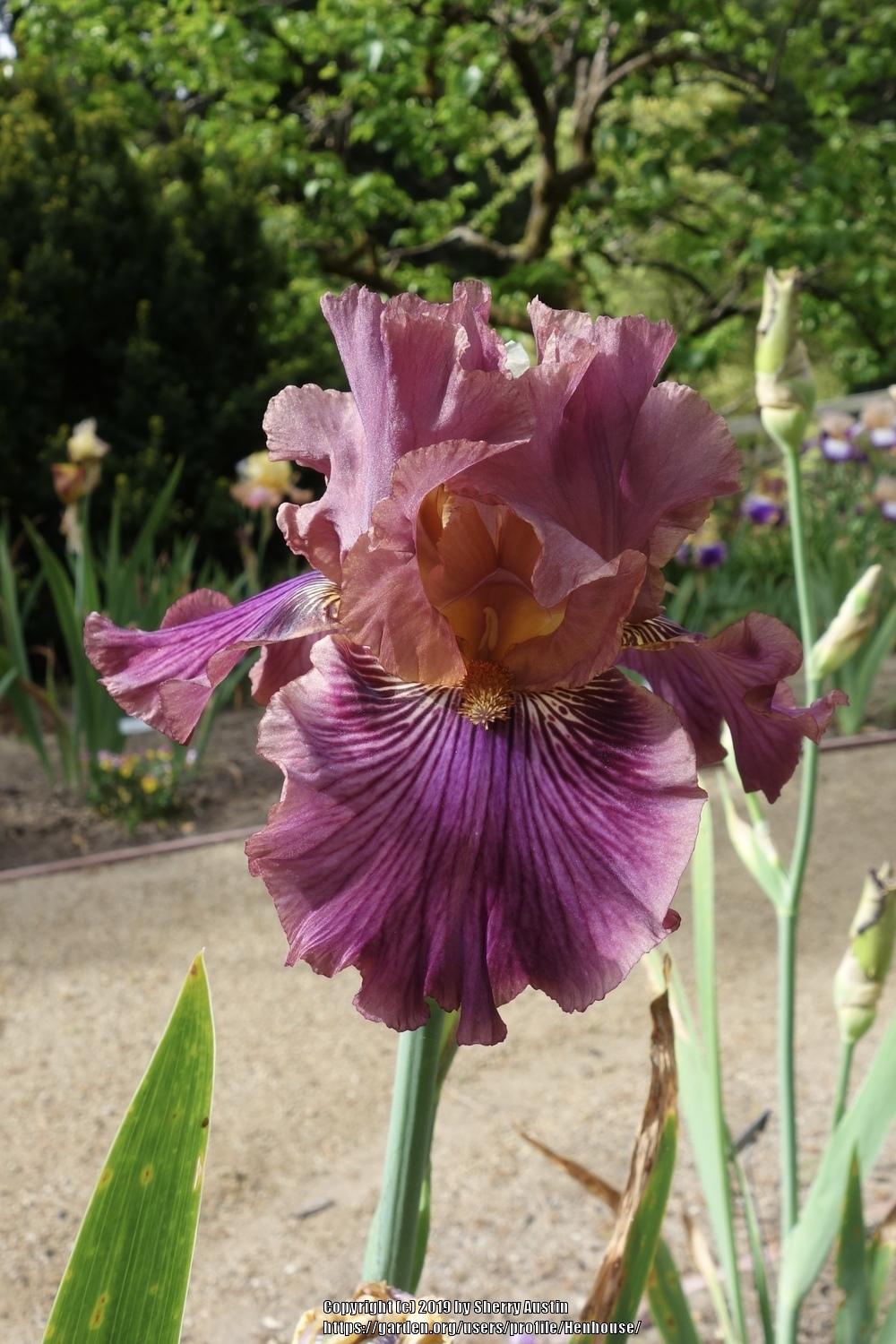 Photo of Tall Bearded Iris (Iris 'Dragon King') uploaded by Henhouse