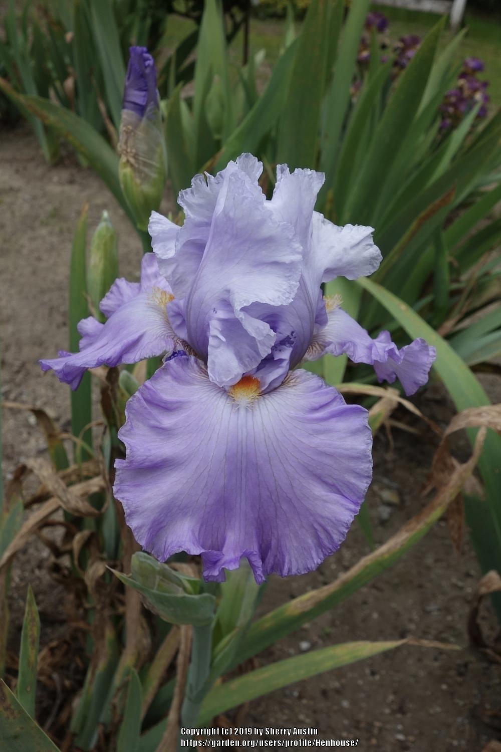 Photo of Tall Bearded Iris (Iris 'Babylon Queen') uploaded by Henhouse