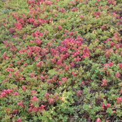 Location: Iceland
Date: 2019-08-02
The red are discoloured leaves, not flowers