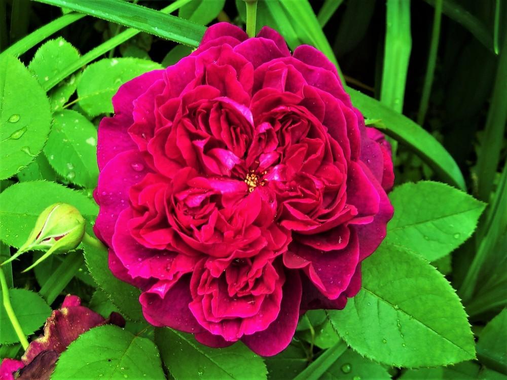 Photo of Rose (Rosa 'William Shakespeare 2000') uploaded by celestialrose