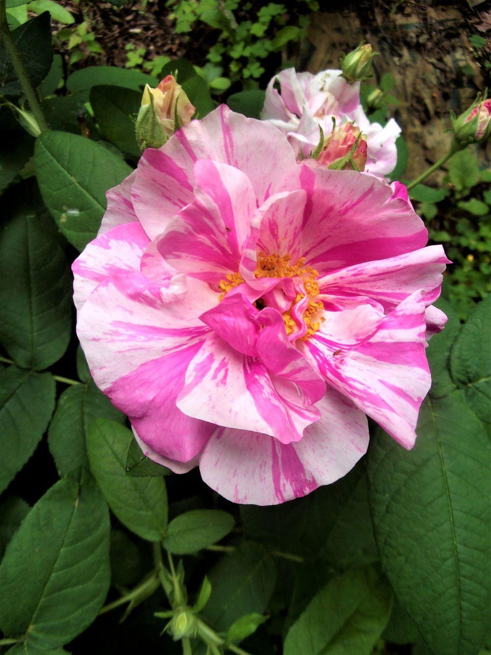 Photo of Rose (Rosa 'Rosa Mundi') uploaded by celestialrose
