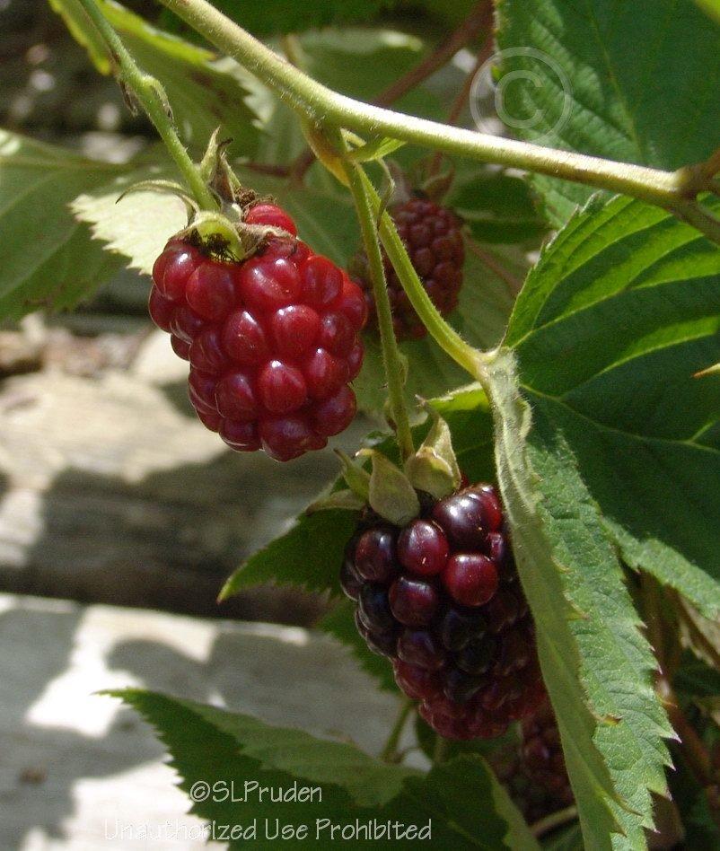 Photo of Thornless Blackberry (Rubus 'Navaho') uploaded by DaylilySLP