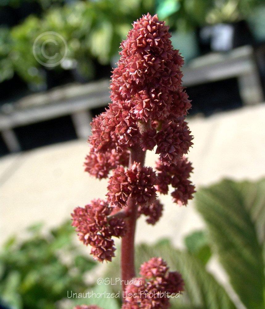 Photo of Rodgersia (Rodgersia aesculifolia) uploaded by DaylilySLP