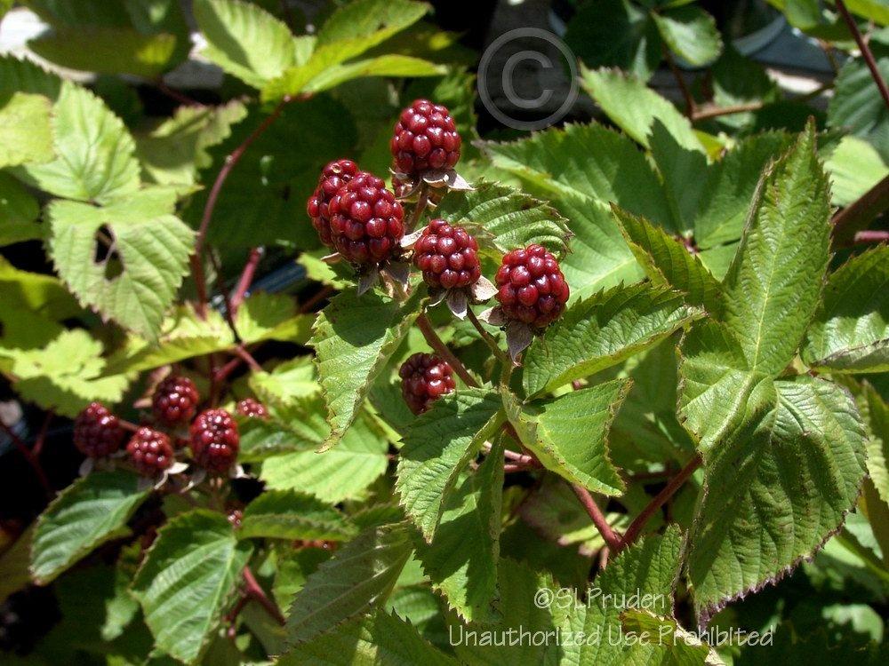 Photo of Thornless Blackberry (Rubus 'Navaho') uploaded by DaylilySLP