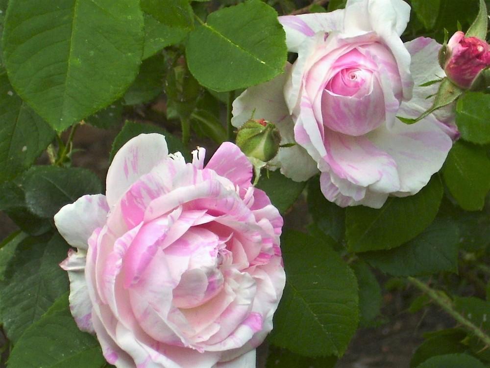 Photo of Rose (Rosa 'Centifolia Variegata') uploaded by celestialrose