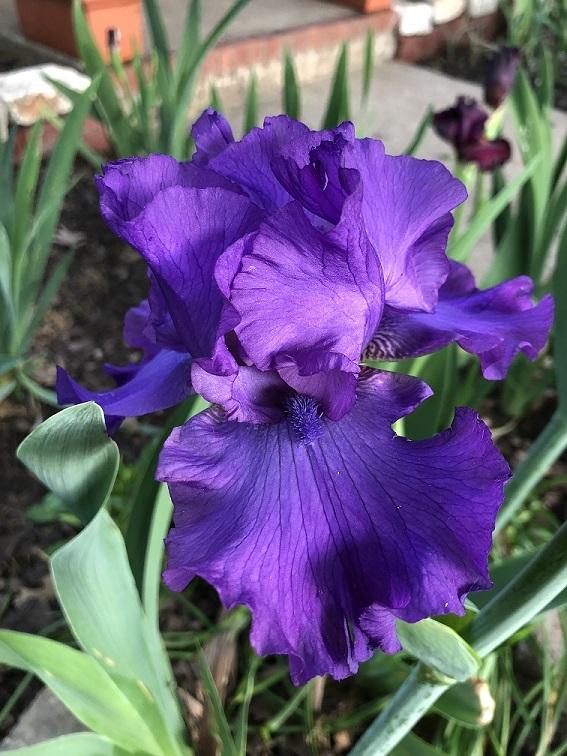 Photo of Tall Bearded Iris (Iris 'Swingtown') uploaded by dlrhodes3301