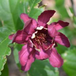 Location: In the Myriad Botanical Garden in Oklahoma City
Date: 2006
Sweetshrub (Calycanthus 'Aphrodite') 004