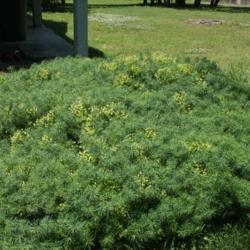 Location: In the Myriad Botanical Garden in Oklahoma City
Date: July, 2005
Cypress Spurge (Euphorbia cyparissias) 001