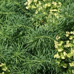 Location: In the Myriad Botanical Garden in Oklahoma City
Date: June, 2004
Cypress Spurge (Euphorbia cyparissias) 003