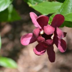 Location: In the Myriad Botanical Garden in Oklahoma City
Date: 2006
Sweetshrub (Calycanthus 'Aphrodite') 001