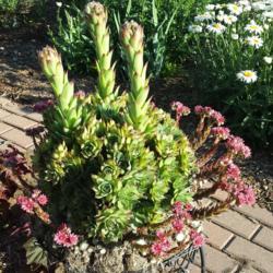 Location: KatesFlowers Perennial Garden Zone 4b
Date: 2018-06-29
Sempervivum annae, with some Sempervivum arachnoideum