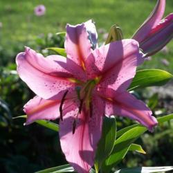 Location: KatesFlowers Perennial Garden Zone 4b
Date: 2014-07-17
Lilium 'Star Gazer' backlit by morning sun