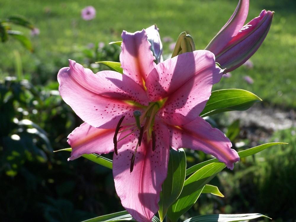 Photo of Oriental Lily (Lilium 'Star Gazer') uploaded by katesflowers