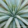 Mangave (Agave 'Man of Steel')