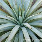 Mangave (Agave 'Man of Steel')