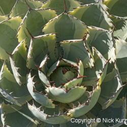 Location: US National Arboretum, Washington DC
Date: 2015-05-24
Happy Crown Agave (Agave 'Kichijokan). Called Butterfly agave, Lu