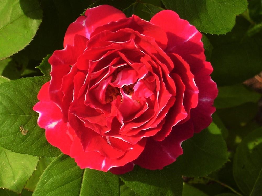 Photo of Rose (Rosa 'Baron Girod de l'Ain') uploaded by celestialrose