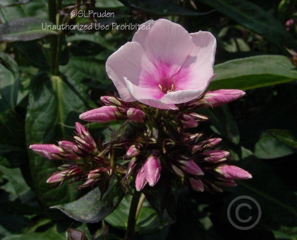 Photo of Garden Phlox (Phlox paniculata 'Bright Eyes') uploaded by DaylilySLP