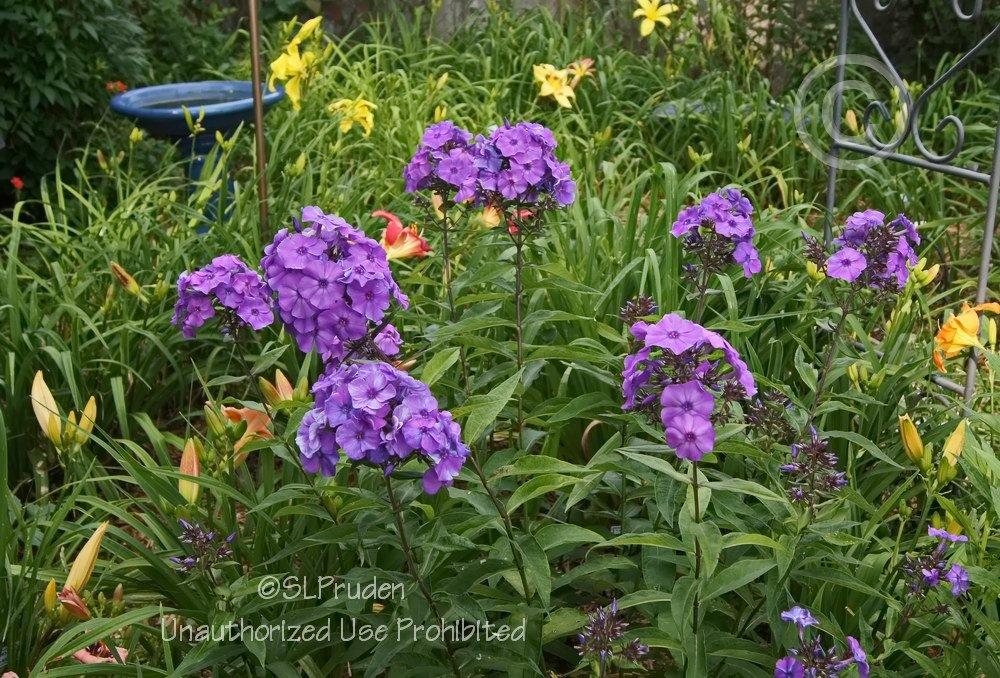 Photo of Garden Phlox (Phlox paniculata 'Blue Paradise') uploaded by DaylilySLP