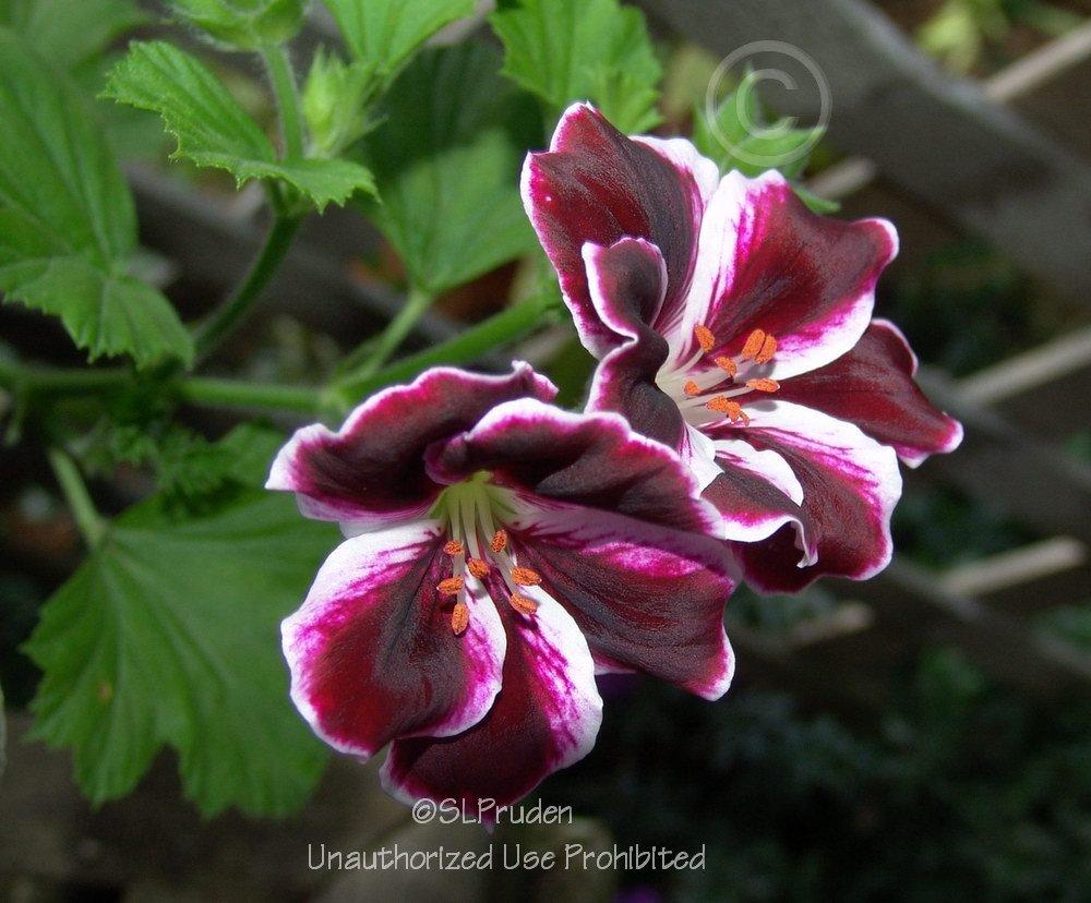 Photo of Storksbill (Pelargonium x domesticum Elegance™ Imperial) uploaded by DaylilySLP