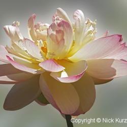 Location: Kenilworth Park and Aquatic Gardens, Washington DC
Date: 2018-07-12
Sacred lotus (Nelumbo nucifera). Known also as Indian Lotus, Bean
