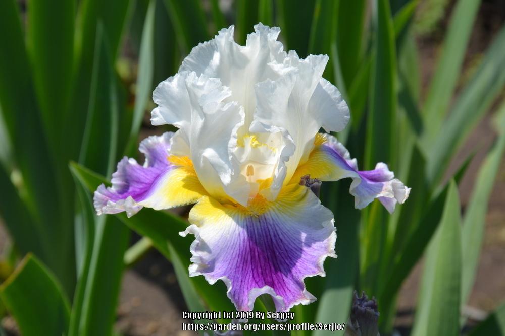 Photo of Tall Bearded Iris (Iris 'Beacon of Light') uploaded by Serjio