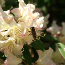 Location: In the Missouri Botanical Garden in Saint Louis
Date: Spring, 2004
Azalea (Rhododendron 'Tri-Lights') 001