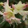 Azalea (Rhododendron 'Tri-Lights') 002