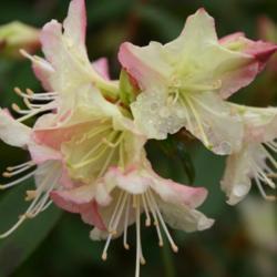Location: In the Missouri Botanical Garden in Saint Louis
Date: Spring, 2004
Azalea (Rhododendron 'Tri-Lights') 002