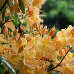Location: In the Missouri Botanical Garden in Saint Louis
Date: Spring, 2004
Deciduous Azalea (Rhododendron 'Golden Lights') 001