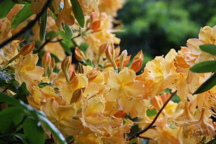 Photo of Deciduous Azalea (Rhododendron 'Golden Lights') uploaded by jathton